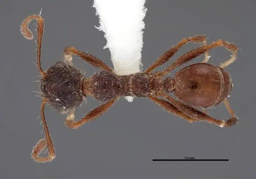 Pheidole sciara - FMNHINS0000062818