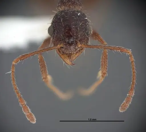 Pheidole sciara - FMNHINS0000062818