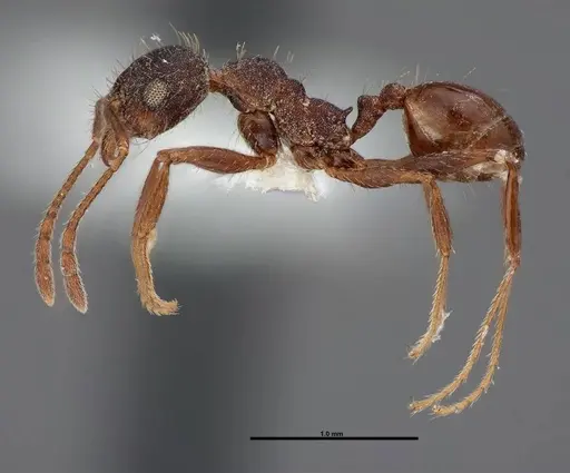 Pheidole sciara - FMNHINS0000062818