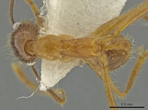 Pheidole scimitara specimen