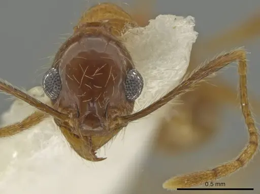 Pheidole scimitara specimen