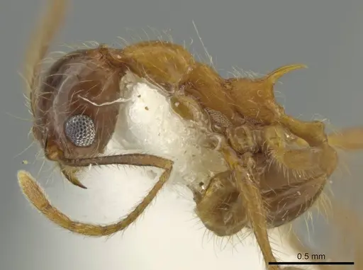 Pheidole scimitara specimen