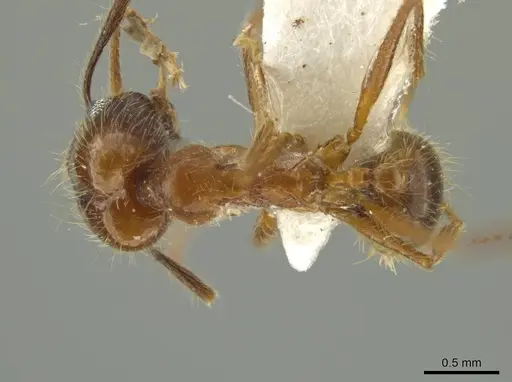 Pheidole scimitara - JTLC000016523