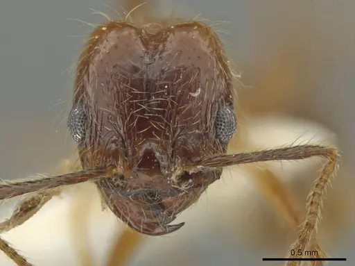 Pheidole scimitara - JTLC000016523