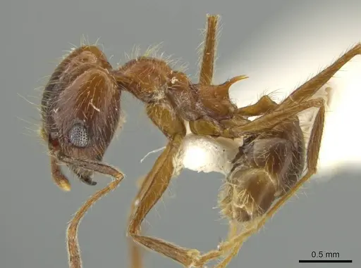 Pheidole scimitara - JTLC000016523