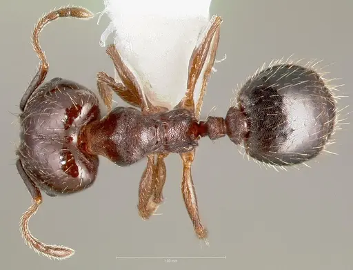 Pheidole sciophila specimen