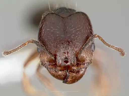 Pheidole sciophila specimen