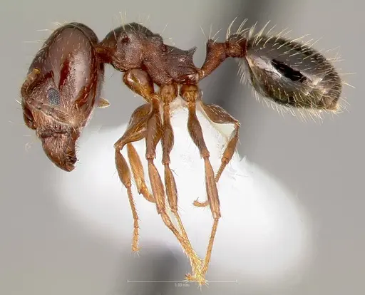 Pheidole sciophila specimen