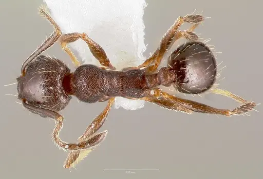 Pheidole sciophila - CASENT0005772