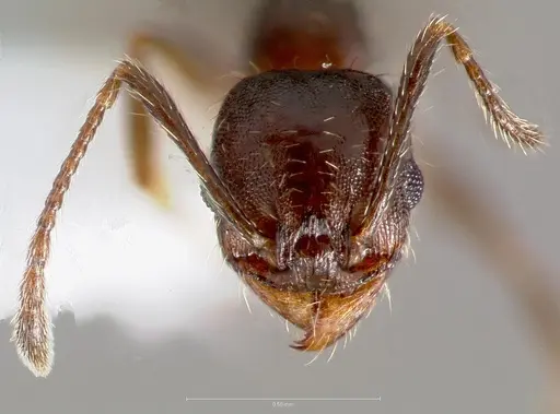 Pheidole sciophila - CASENT0005772