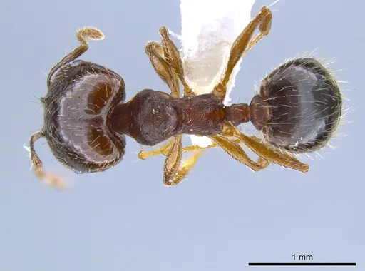 Pheidole sciophila - CASENT0619956