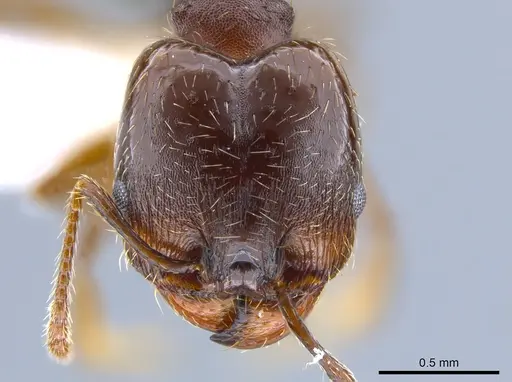 Pheidole sciophila - CASENT0619956
