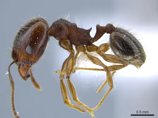 Pheidole sciophila - CASENT0619956