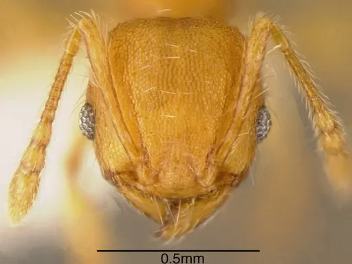Pheidole scrobifera specimen