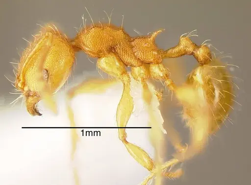 Pheidole scrobifera specimen