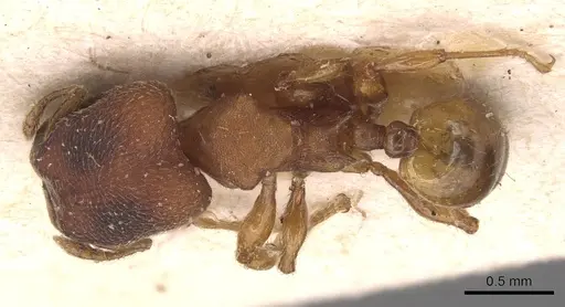 Pheidole scrobifera - CASENT0904449