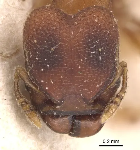 Pheidole scrobifera - CASENT0904449