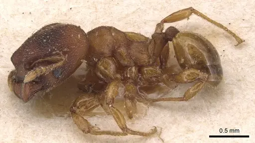 Pheidole scrobifera - CASENT0904449