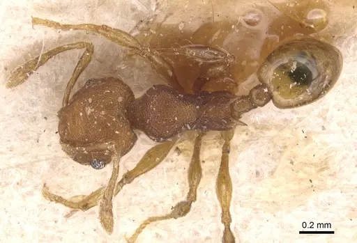 Pheidole scrobifera - CASENT0904450