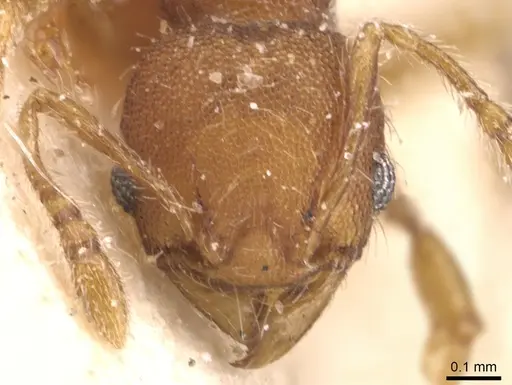 Pheidole scrobifera - CASENT0904450