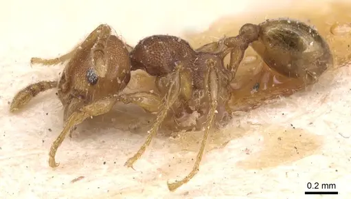 Pheidole scrobifera - CASENT0904450