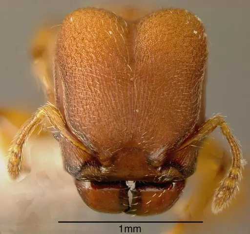 Pheidole scrobifera - INBIOCRI002281993