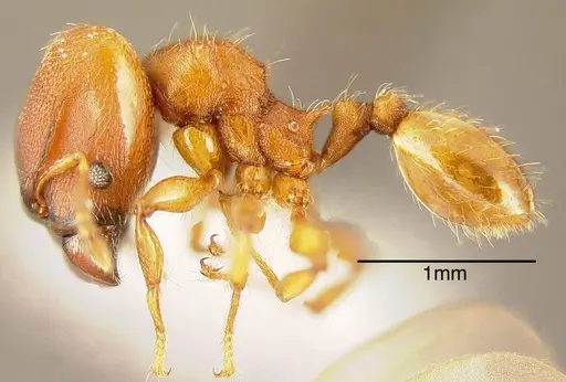 Pheidole scrobifera - INBIOCRI002281993