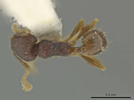 Pheidole sculptior specimen