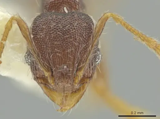 Pheidole sculptior specimen