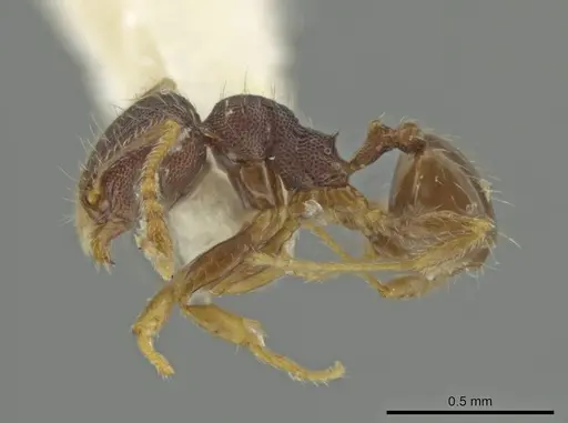 Pheidole sculptior specimen