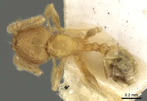 Pheidole sculptior - CASENT0901613