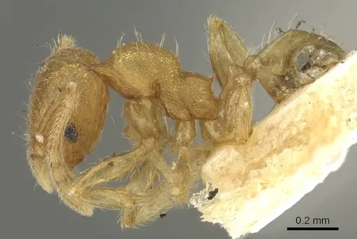 Pheidole sculptior - CASENT0901613