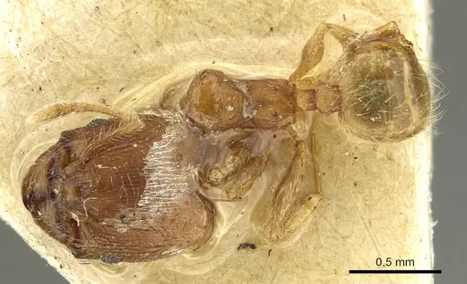 Pheidole sculptior - CASENT0901614