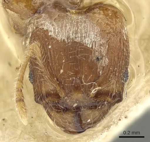 Pheidole sculptior - CASENT0901614