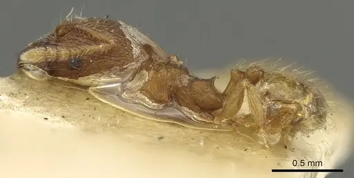 Pheidole sculptior - CASENT0901614