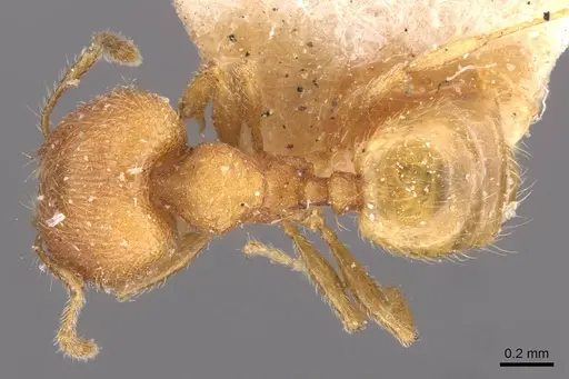 Pheidole sculptior - CASENT0908271