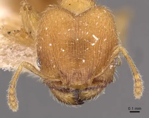 Pheidole sculptior - CASENT0908271