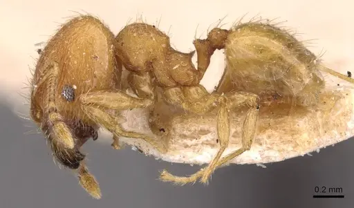 Pheidole sculptior - CASENT0908271