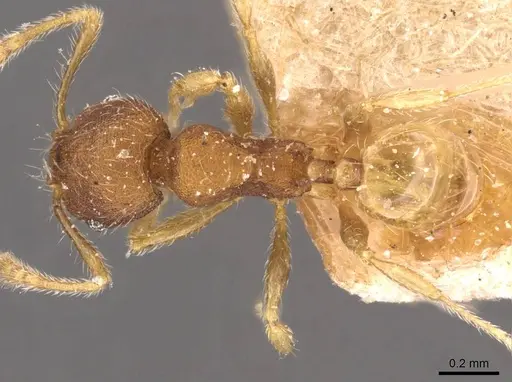 Pheidole sculptior - CASENT0908272