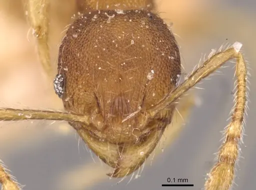 Pheidole sculptior - CASENT0908272
