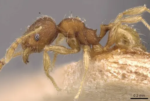 Pheidole sculptior - CASENT0908272