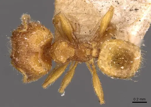 Pheidole sculptior - CASENT0908273
