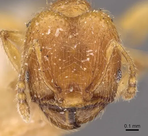 Pheidole sculptior - CASENT0908273