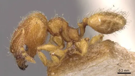 Pheidole sculptior - CASENT0908273