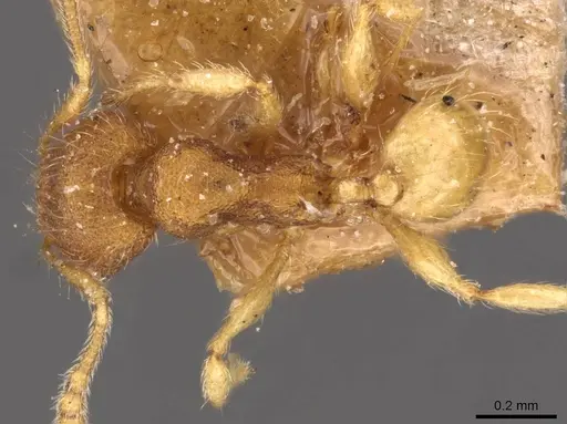 Pheidole sculptior - CASENT0908274