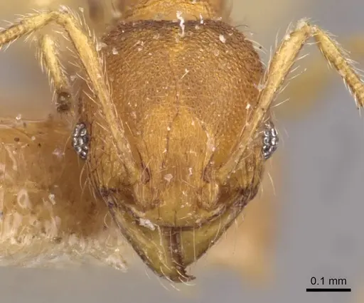 Pheidole sculptior - CASENT0908274