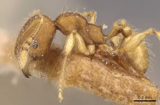 Pheidole sculptior - CASENT0908274