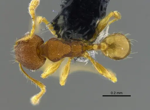 Pheidole sculptior - CBUMAGENT42045