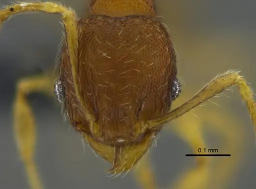 Pheidole sculptior - CBUMAGENT42045