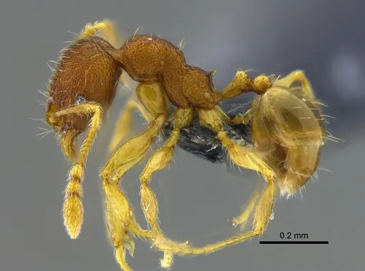Pheidole sculptior - CBUMAGENT42045